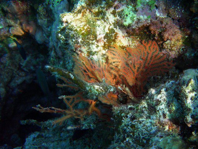 29- Corail orange 